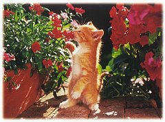 Gatti (375)